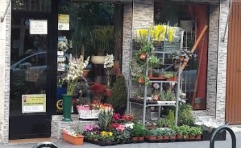 Marivi floristas