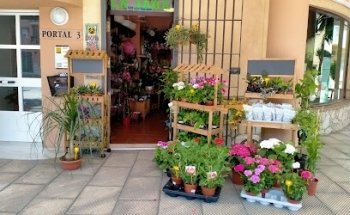 Floristería La Jara V Quinto Centenario