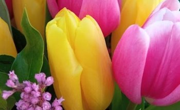 Floristería Seflor