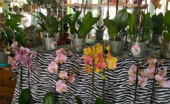 Floristería Nines