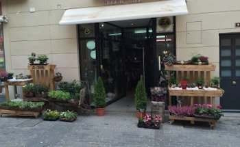 Bonsai Floristas