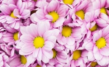 Floryfauna Monforte