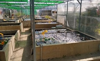 Vivero