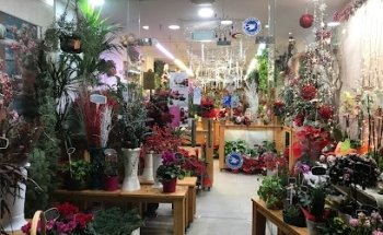 FLORISTERIA CALIZ