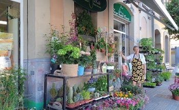 Flors Montse Sala