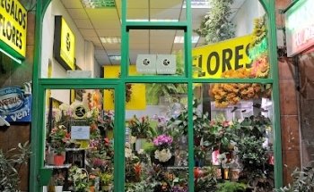 Flores Amalia
