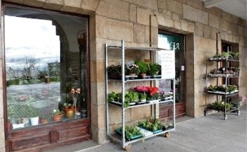 Flores Obdulia