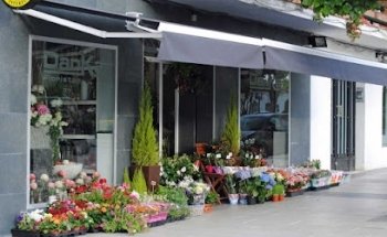 Danka Floristas