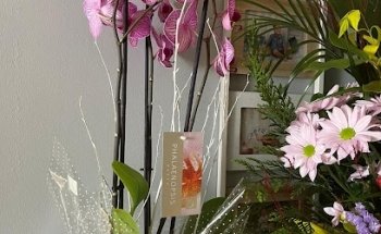 René Floristeria