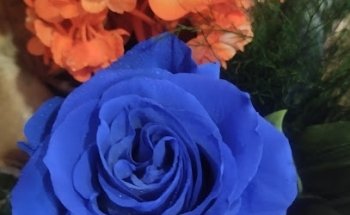 Florería Anémona