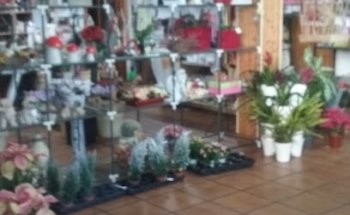 Floristería Gumbau S.L.