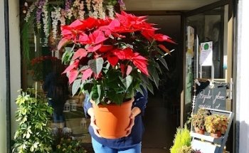 Floristería d'vivi