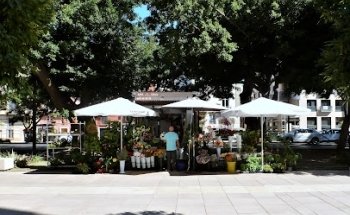 Floristería Emilia Alameda
