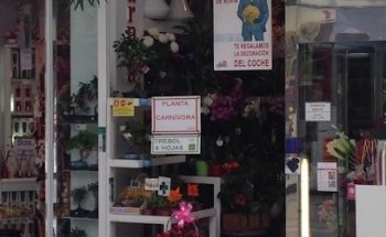 Beaucarnea