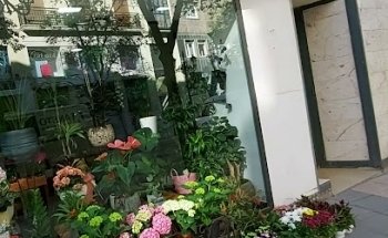 Natural Flores y Plantas