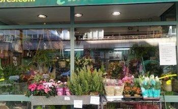 Flores Chiti