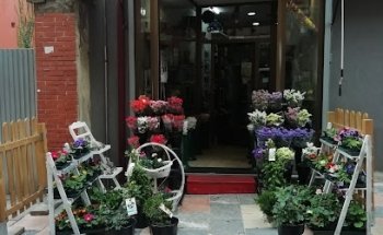 Flores Guiomar