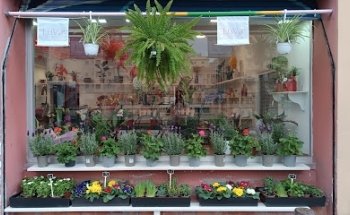 Lola Floristeria