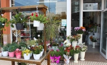 Floristería Los Claveles