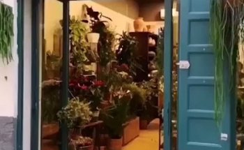 Floristería Pinsapo Chamberí