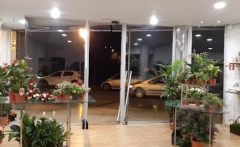 Margarita floristas