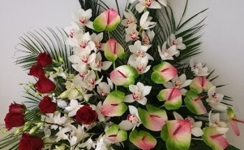 Florvedra