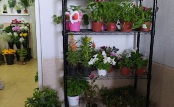 Floristería + Que Flóres Pioz y Pozo Guadalajara