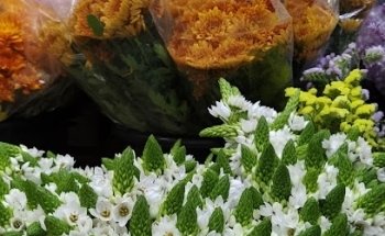 Floristería Tona