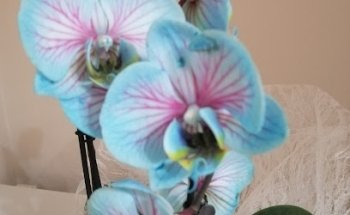 Floristería Tara