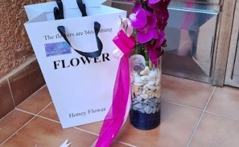 JB orchids