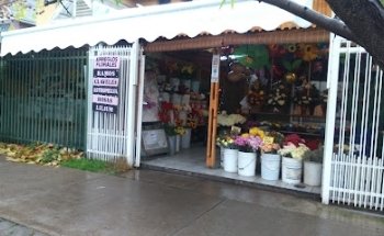 Floreria El Trebol