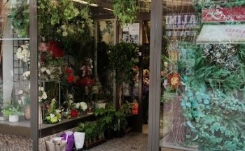 Flores y Plantas Menchu