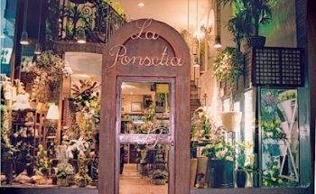 La Ponsetia