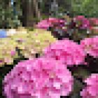 Floristeria Flores