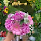 Latín Flowers