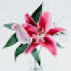 Muflor