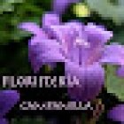 Floristería Campanilla