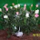 Floristería Kentia