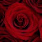 DISELO CON ROSAS
