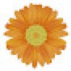 Flores dalia