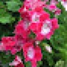 Floristería Hydra