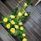 Quiroga Flor