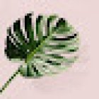 Floristería Nieves