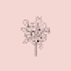 ALLIUM LANZAROTE