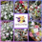 floreria Garden Carolina Local 21