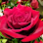 MIL ROSAS BILBAO