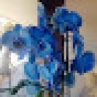 Floristeria Yerard
