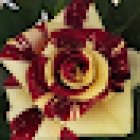 FLORS CARRİÓ