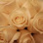 Flores Lliso